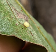 Zopheroteras hubbardi