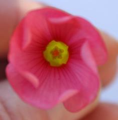Oxalis convexula