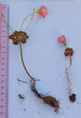 Oxalis convexula