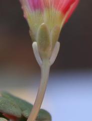 Oxalis convexula