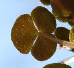 Oxalis convexula
