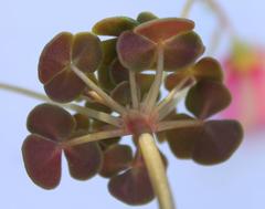 Oxalis convexula