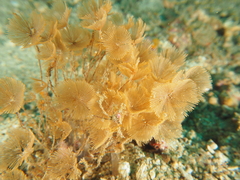 Kinetoskias