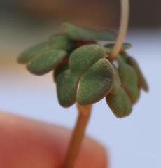 Oxalis convexula