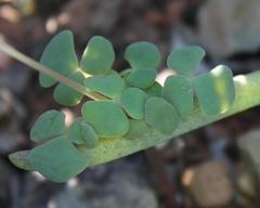 Oxalis convexula