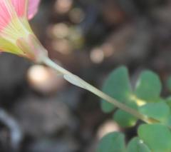 Oxalis convexula