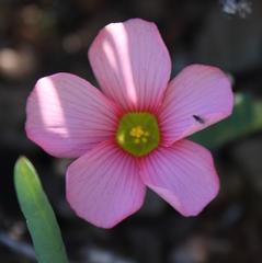 Oxalis convexula