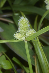 Cyperus sesquiflorus sesquiflorus