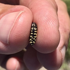 Acmaeodera solitaria