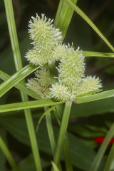 Cyperus sesquiflorus sesquiflorus