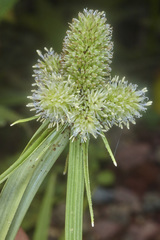 Cyperus sesquiflorus sesquiflorus