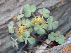 Oxalis convexula