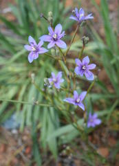 Moraea polyanthos