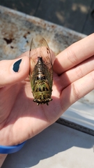 Neotibicen winnemanna