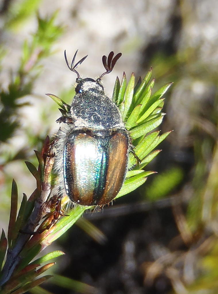 Stegopterus septus