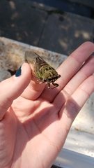Neotibicen winnemanna