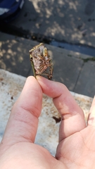 Neotibicen winnemanna