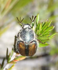 Stegopterus septus