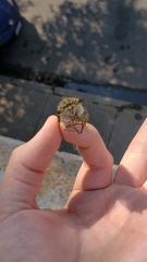 Neotibicen winnemanna