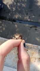 Neotibicen winnemanna