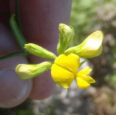 Rhynchosia microscias