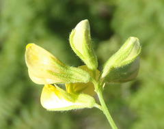 Rhynchosia microscias