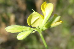 Rhynchosia microscias