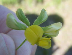 Rhynchosia microscias