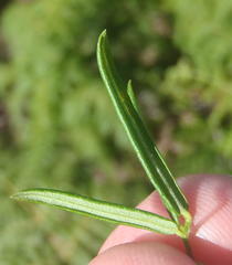 Rhynchosia microscias