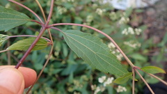 Ageratina riparia