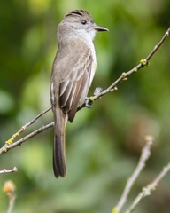 Myiarchus ferox
