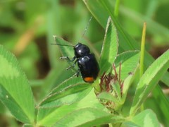 Cryptocephalus biguttatus