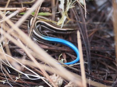 Plestiodon skiltonianus skiltonianus