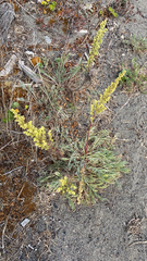 Artemisia campestris pacifica