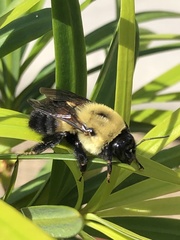 Bombus griseocollis