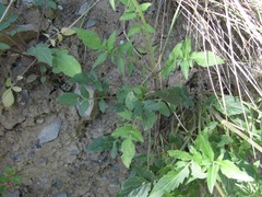 Valeriana cardamines