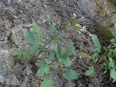 Valeriana cardamines