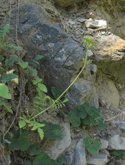 Valeriana cardamines