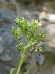 Valeriana cardamines