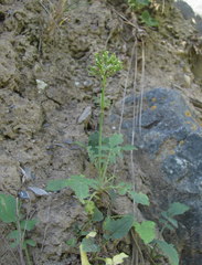 Valeriana cardamines