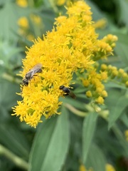 Hylaeus modestus