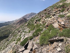 Trifolium attenuatum