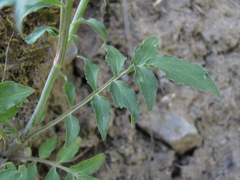 Valeriana cardamines