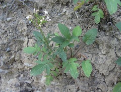 Valeriana cardamines