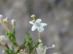 Valeriana cardamines