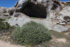 Berkheya fruticosa