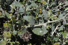 Berkheya fruticosa