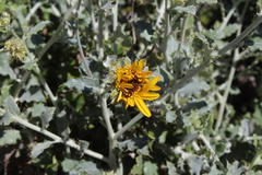 Berkheya fruticosa
