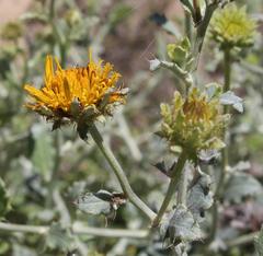 Berkheya fruticosa
