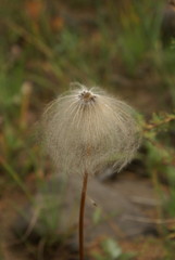 Pulsatilla dahurica